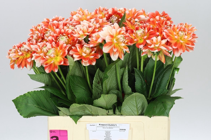 <h4>Dahlia Hapet Harmony</h4>