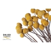 Dried Craspedia