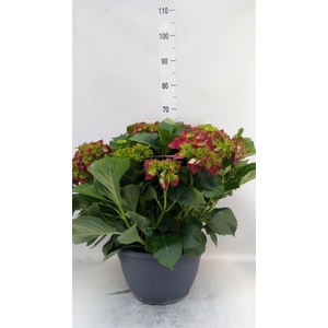 Hydrangea mac.