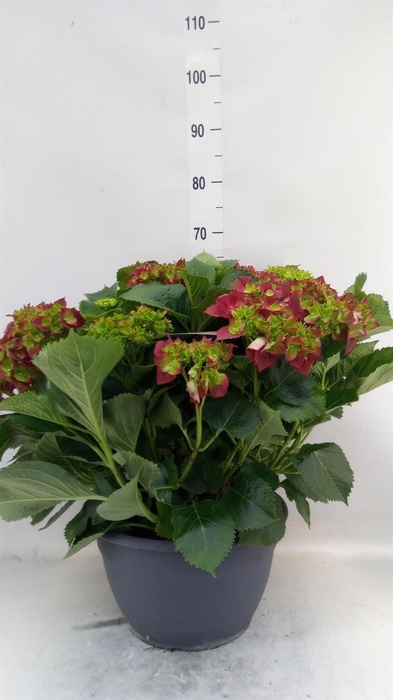 <h4>Hydrangea mac.</h4>