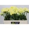 Dahlia Hilda Special