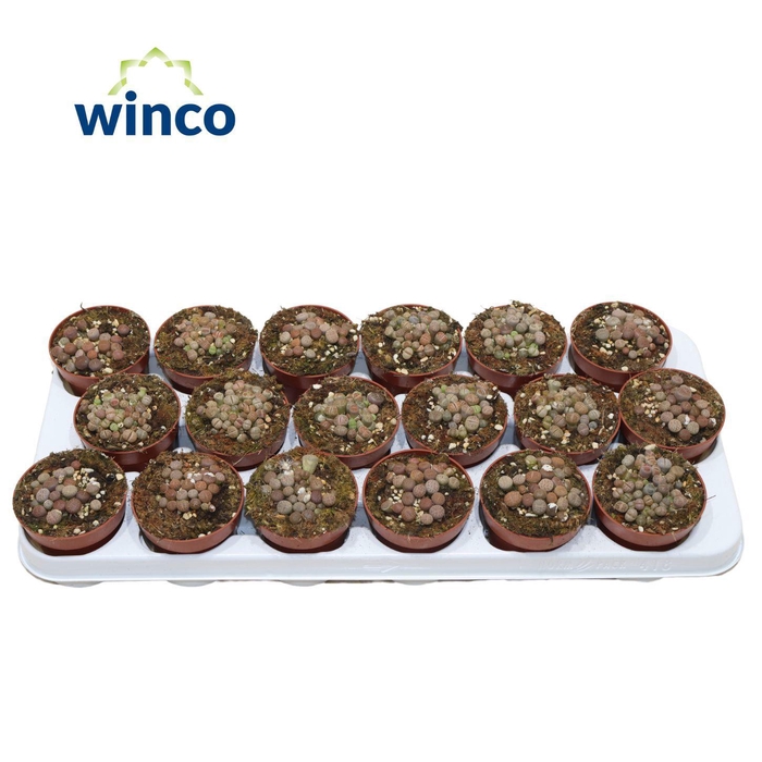 <h4>Lithops Grey (group)</h4>