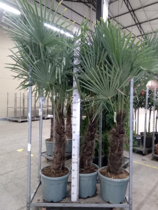 <h4>Trachycarpus fortunei</h4>