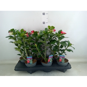 Adenium obesum 'Anouk'