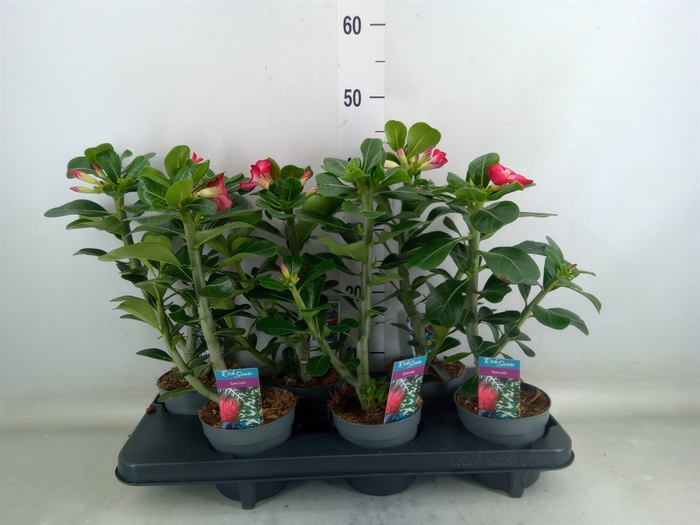 <h4>Adenium obesum 'Anouk'</h4>