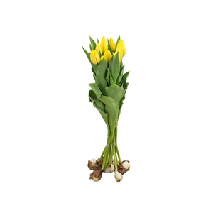 TULIPA AMARELO COM BULBOS
