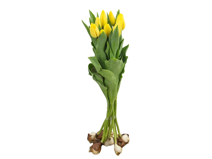 <h4>TULIPA AMARELO COM BULBOS</h4>