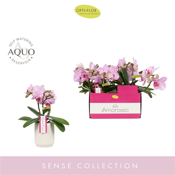 <h4>Amorosso Merlini P7 Rose 3 spike in Veneto White Aquo</h4>