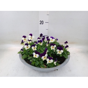 Viola corn. 'Evo Mini White Purple'