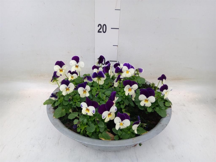 <h4>Viola corn. 'Evo Mini White Purple'</h4>