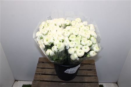 <h4>Ranunculus Elegance White</h4>