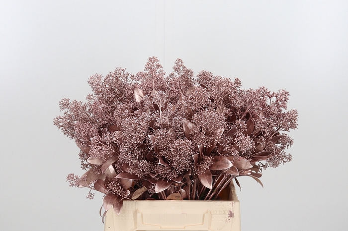 Skimmia Kl Bh Rose Goud