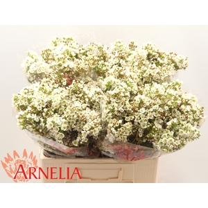 CHAMELAUCIUM 'DAWN PEARL'