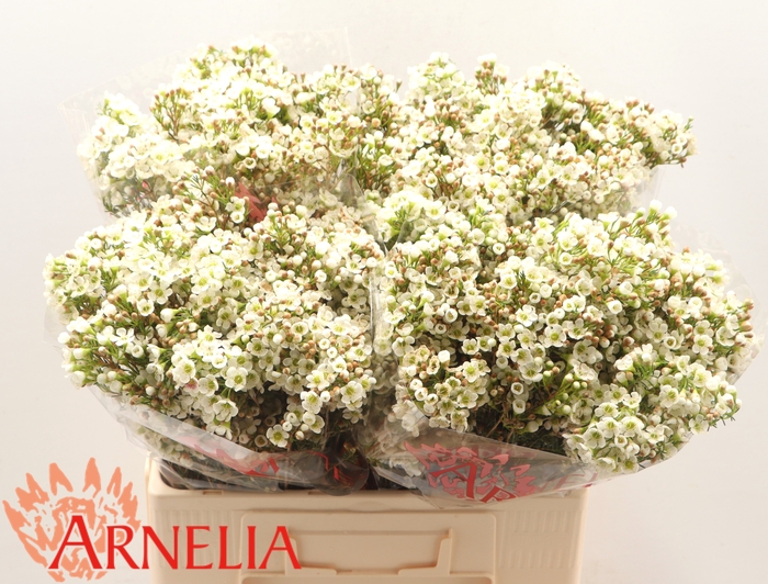 <h4>CHAMELAUCIUM 'DAWN PEARL'</h4>
