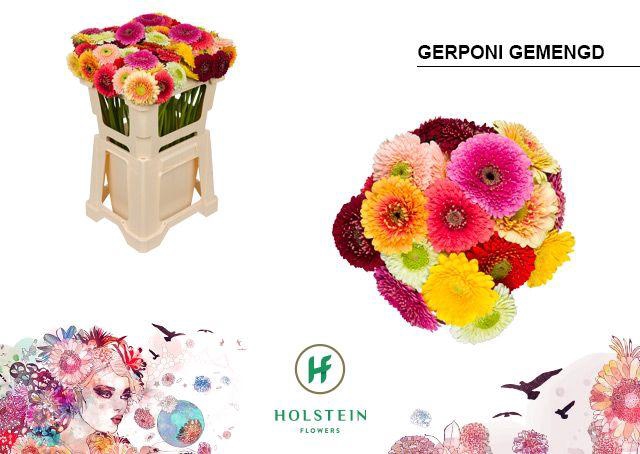<h4>Germini Pomponi Mix in bos Water</h4>