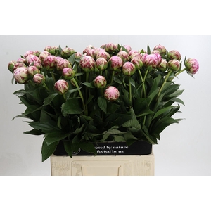 Paeonia Sarah Bernhardt