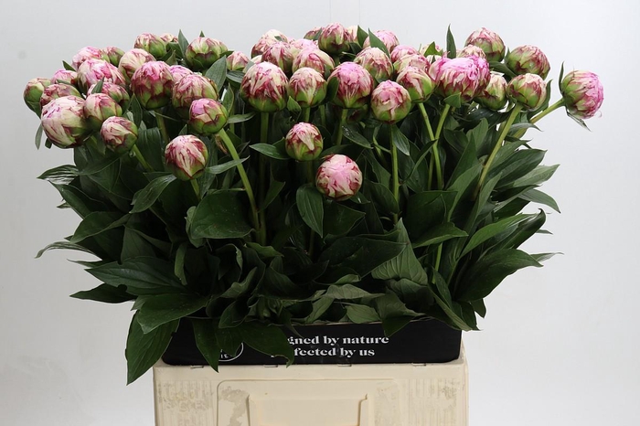 <h4>Paeonia Sarah Bernhardt</h4>