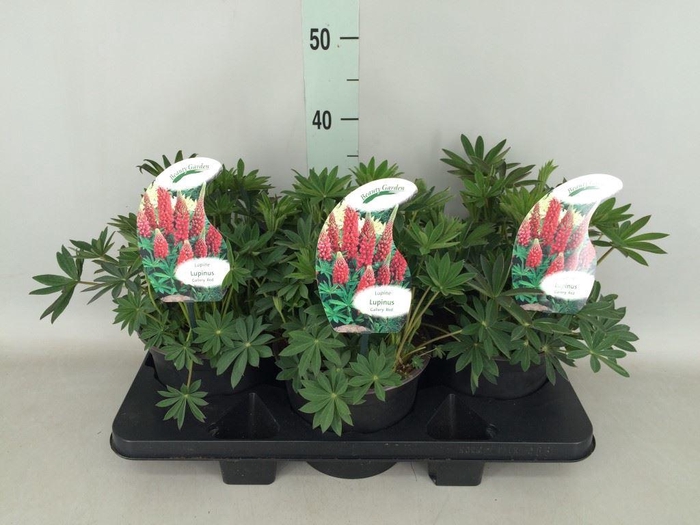 <h4>Lupinus   ...</h4>
