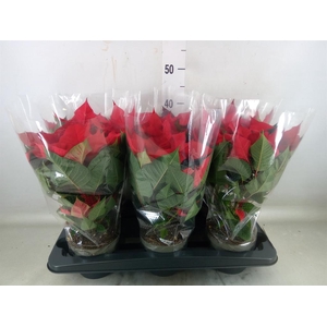 Euphorbia pulc. 'Christ Universe'