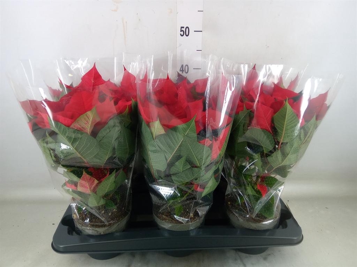 <h4>Euphorbia pulc. 'Christ Universe'</h4>