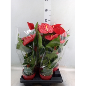Anthurium andr. 'Minnesota'