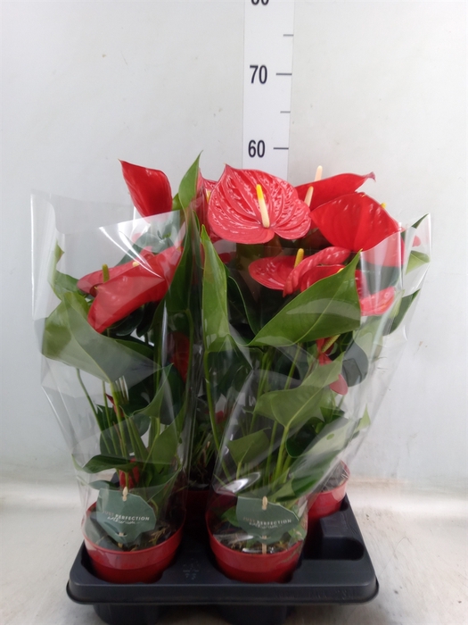 <h4>Anthurium andr. 'Minnesota'</h4>
