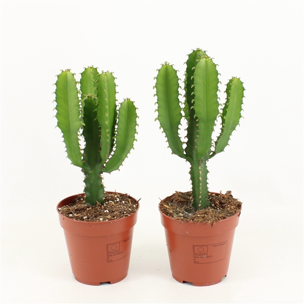 <h4>Euphorbia Triangularis</h4>