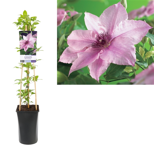 <h4>Clematis 'Pink Fantasy' +light label</h4>