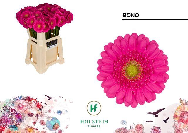 <h4>Germini Bono Water</h4>