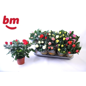 RO B MONDE GEM 6 SRT