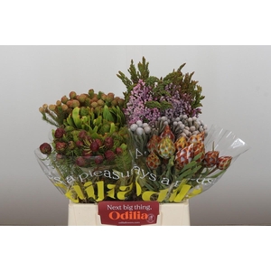 Kaaps Groen Mix in emmer