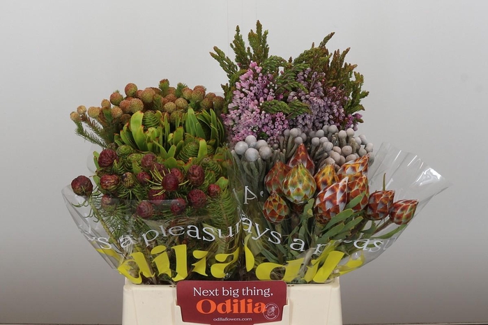 <h4>Kaaps Groen Mix in emmer</h4>