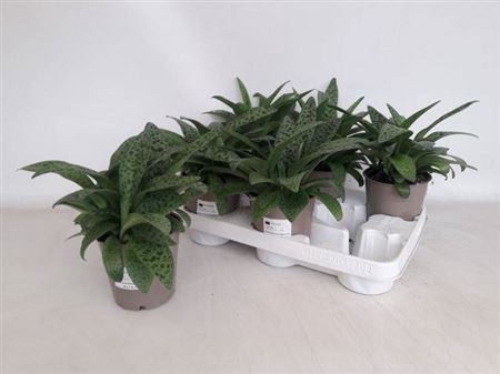 <h4>Drimiopsis maculata</h4>