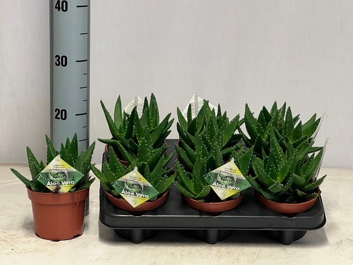 <h4>ALOE PERFOLIATA</h4>