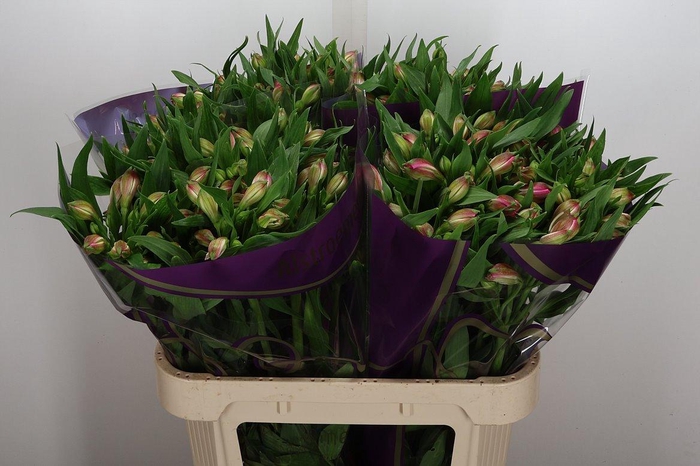 <h4>Alstr Avianna</h4>