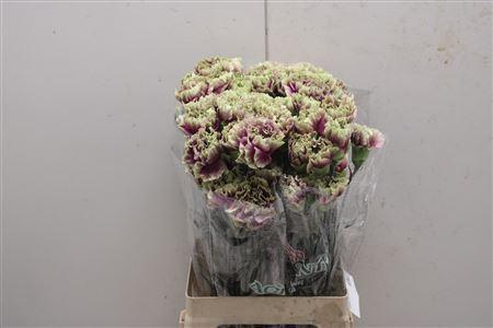 <h4>Di St Merletto Deco</h4>