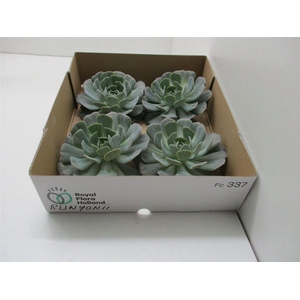 Echeveria Runyonii X4