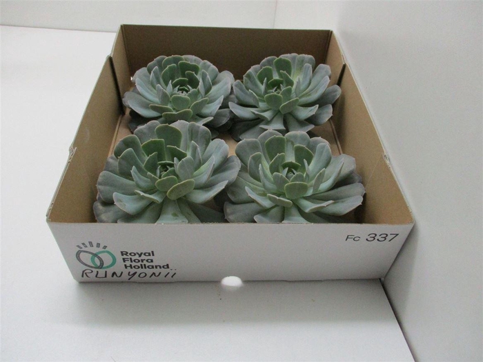 <h4>Echeveria Runyonii X4</h4>