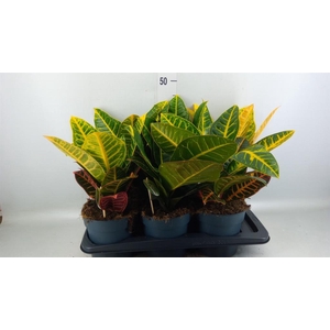 Codiaeum var. GR 'Petra'