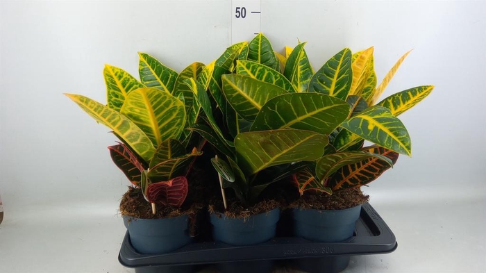 <h4>Codiaeum var. GR 'Petra'</h4>