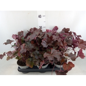 Heuchera micrantha 'Palace Purple'