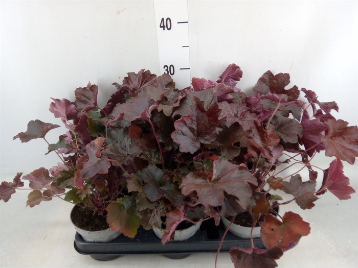 <h4>Heuchera micrantha 'Palace Purple'</h4>