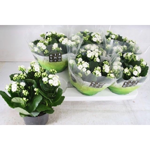 KALAN CALAN WHITE P15