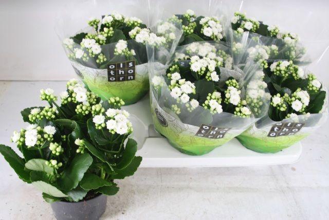 <h4>KALAN CALAN WHITE P15</h4>