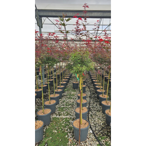 Acer palmatum Emerald Lace
