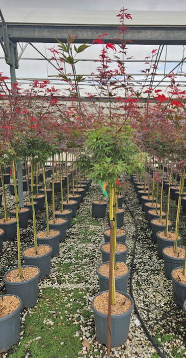 <h4>Acer palmatum Emerald Lace</h4>
