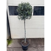 Olea europaea (Olijf) stam