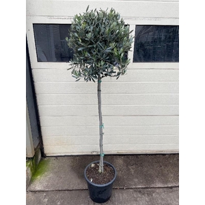 Olea europaea (Olijf) stam