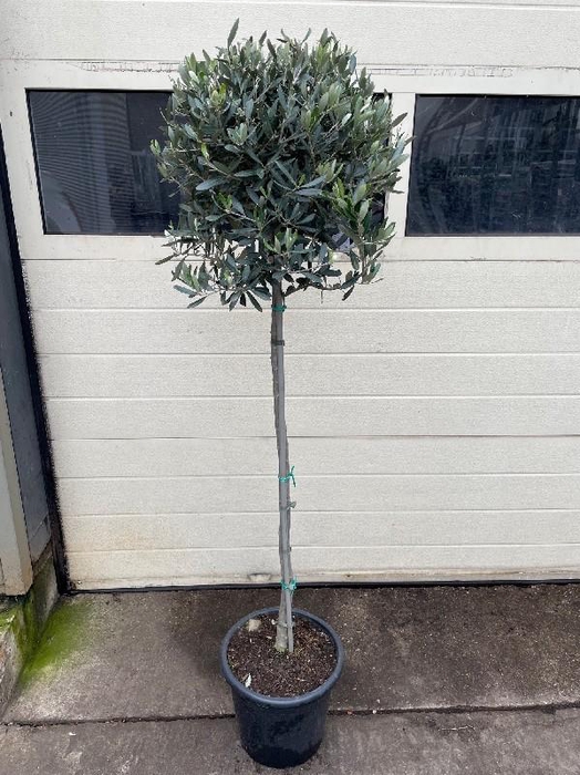 <h4>Olea europaea (Olijf) stam</h4>