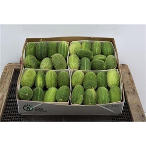 CUCUMIS HIRSUTUS